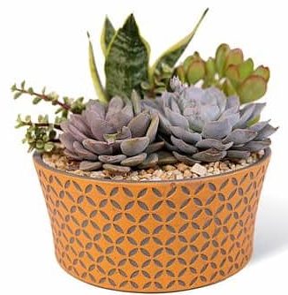 an't decide what to send? Send one of our easy to care for succulent gardens! Planted in a design ceramic container these are easy maintenance and look great as well. Pick your size!