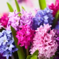 pink and purple Hyacinth