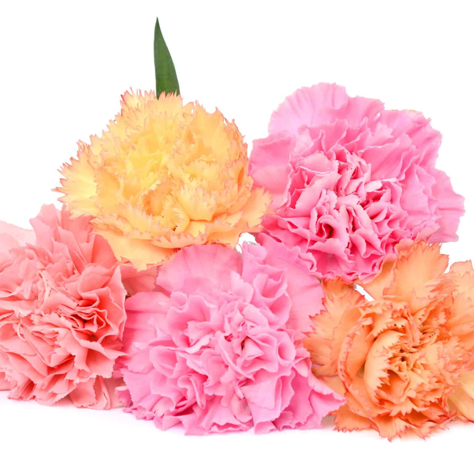 Spring Carnations Pleasing and Popular Pastel Flowers of Spring - Neubauers Flowers
