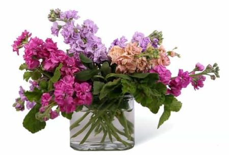 Send a great gesture by sending our Sweet Surprise arrangement. Assorted colors of stock designed in a clear glass vase is just the perfect gift to send today!