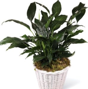 Spathiphyllum, or more commonly known as the Peace Lily, is a beautiful plant to help convey your wishes for tranquility and sweet serenity